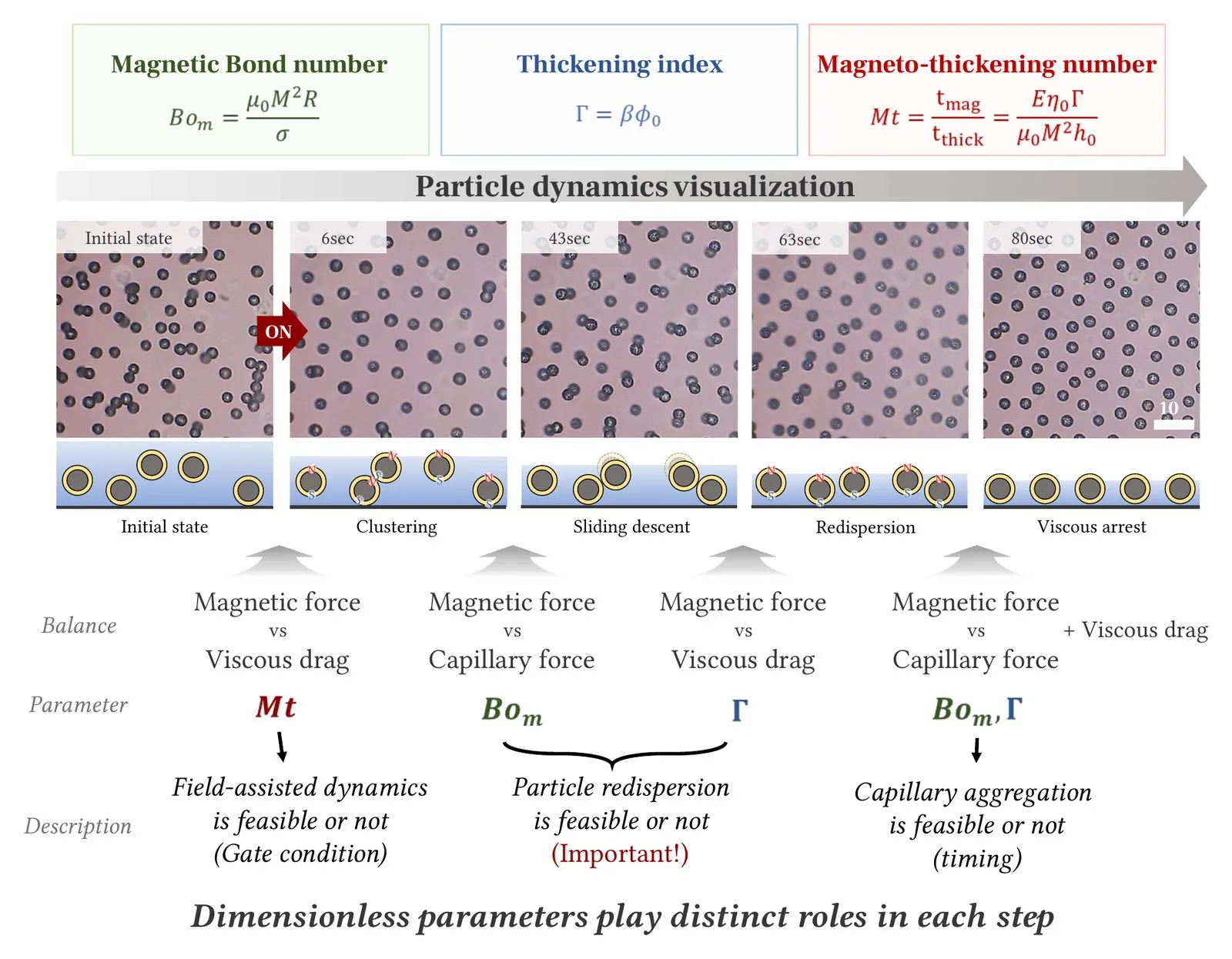 Dimensionless parameters play distinct roles in each step